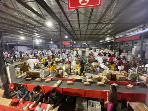 天貓雙11點(diǎn)亮蒲江 水果客服的千人咨詢(xún)戰(zhàn)役